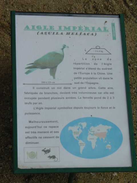 Panneau descriptif de l'aigle imperial