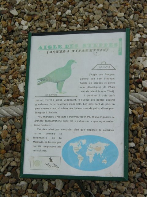 Panneau descriptif de l'aigle des steppes
