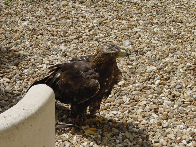 Aigle imperial