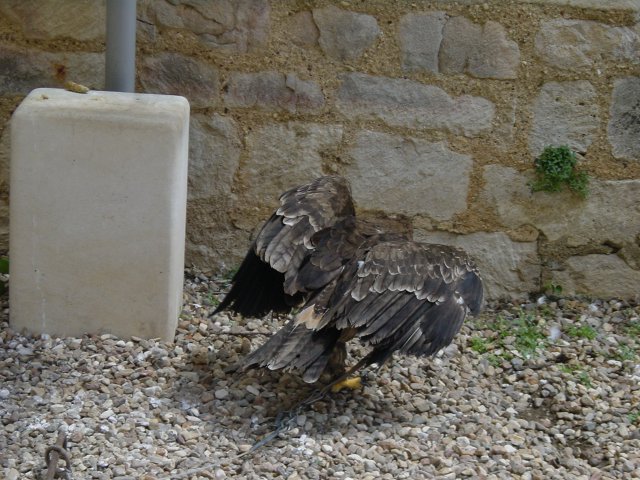 Aigle imperial sur le point de prendre son envol
