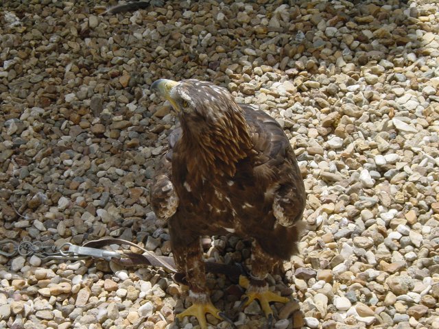 Aigle imperial vue de dessus
