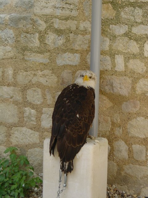 Pygargue vocifere