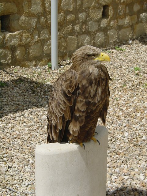Aigle 