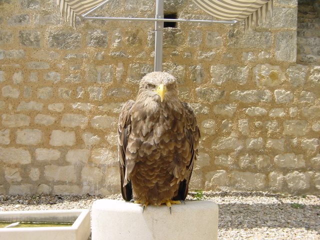 Aigle 