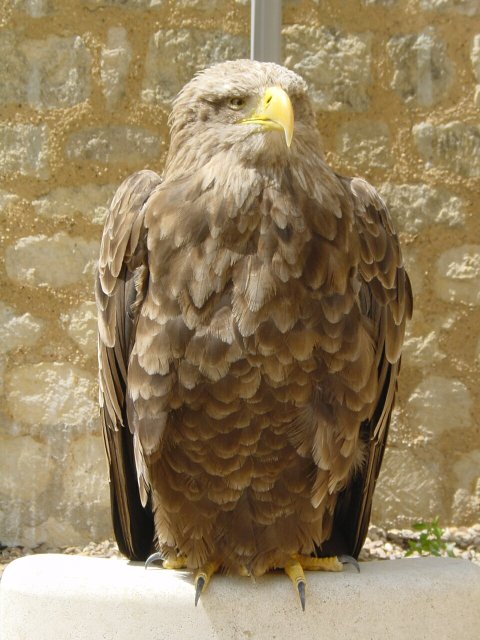 Aigle 