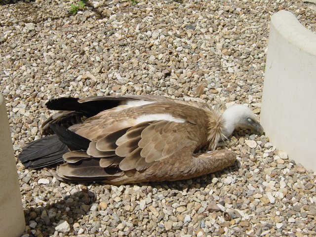 Vautour vautre dans les graviers