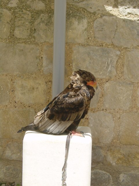 Aigle bateleur