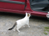 La Minette, chatte des Deluchat, hesitant a entrer dans la 306