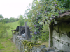 Vieux mur en pierres moussues, prunier, pre