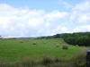 Meules de foin