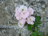 Roses rose se detachant sur un vieux mur