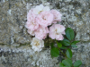Roses rose se detachant sur un vieux mur