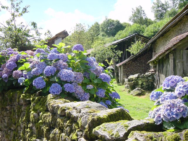 Mur de pierres, hortensias, maison des poules