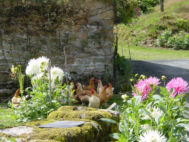 Les poules d'Andre Joyeux