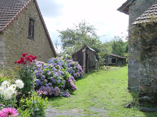 Fleurs d'Andre Joyeux
