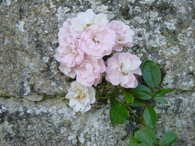 Roses rose se detachant sur un vieux mur