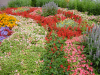 Parterre de fleurs
