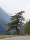 Arbre