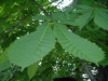 Close-up of leaves