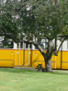 Dog tied to a tree, tramway in the background