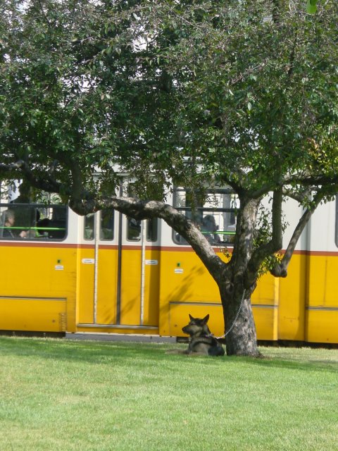 Dog tied to a tree, tramway in the background