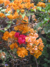 Orange flowers