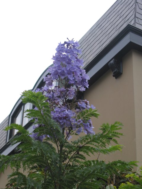 Blue flowers