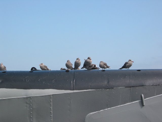 Seagulls on submarine