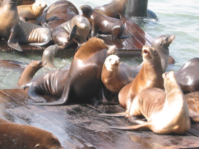 Sea Lions at Pier 39