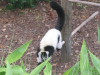 Lemurs