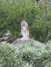Monkey