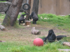 Gorillas