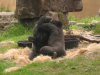 Gorillas