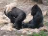 Gorillas
