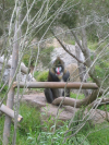 Mandrill