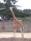 Giraffe