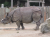 Rhino