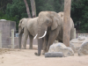 African elephants