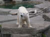 Polar bear