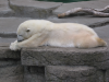 Polar bear
