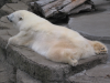 Polar bear