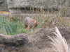 Coyote