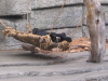 Brown bear