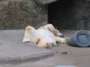 Polar bear