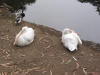White pelican