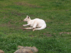 Kangaroo