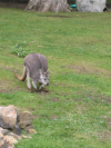Kangaroo