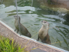 Otters