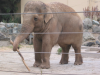 Asia elephant