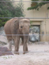 Asia elephant